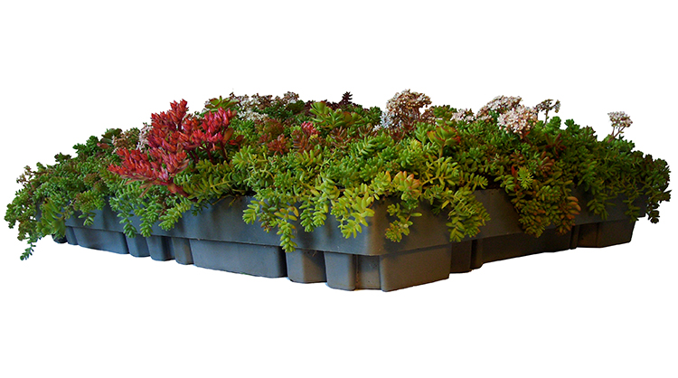 ECOSEDUM PACK à fond plat de 6,5 cm de haut