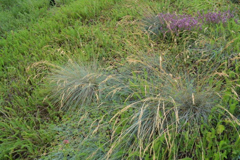 Qu'est-ce qu'une plante graminée Ecovegetal