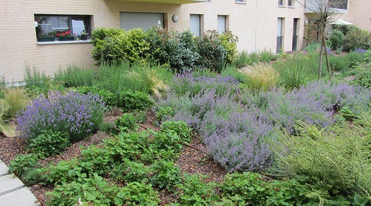 toit végétalisée avec lavandulis naturel