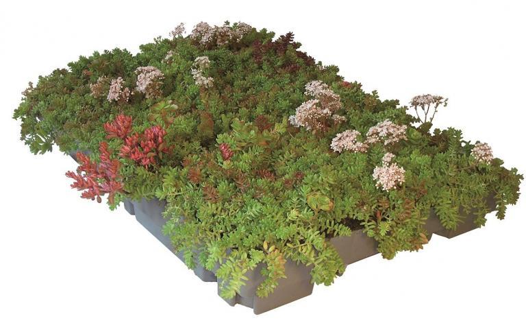 ECOSEDUM PACK ECOVEGETAL poir toit végétalisé technique