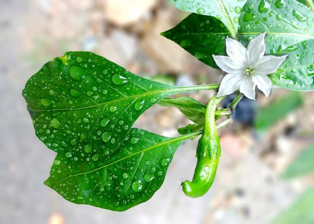 L'évapotranspiration fait partie du cycle de l'eau