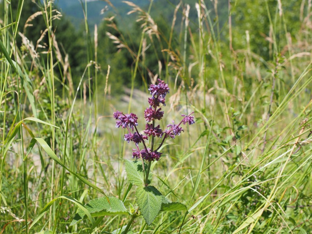 Plante herbacée définition