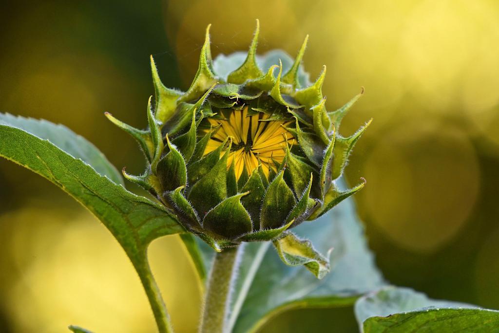 Exemple de plante vivace - Tournesol