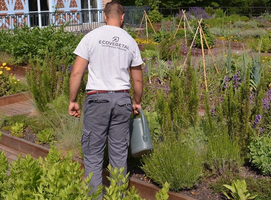 ENTRETIEN TOITURE VEGETALE