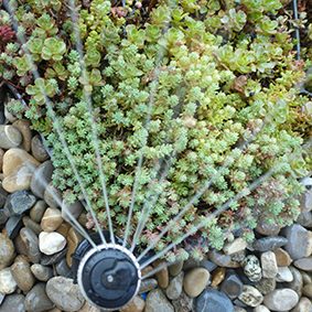 système d'irrigation en toiture végétalisée