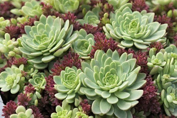 cassette de sedum toiture