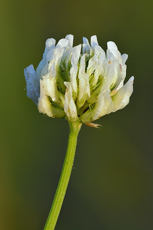 trèfle blanc (trifolium repense)