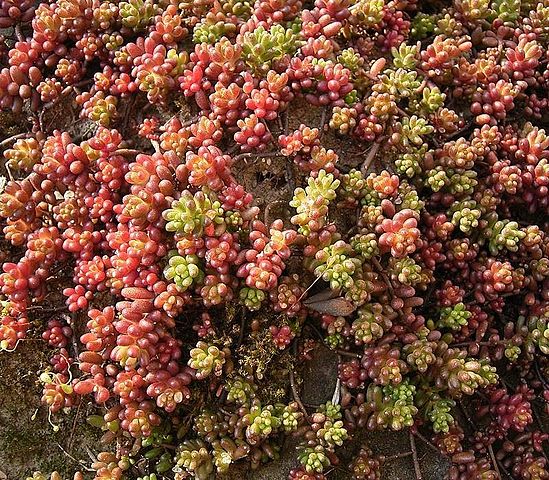 sedum orpin
