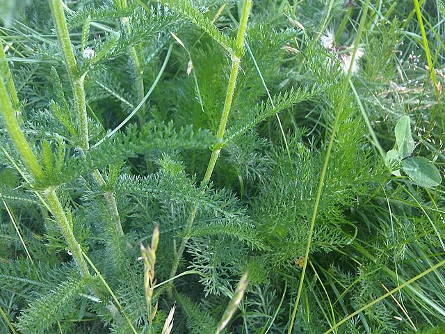 Achillea millefolium (Achillée Millefeuille)