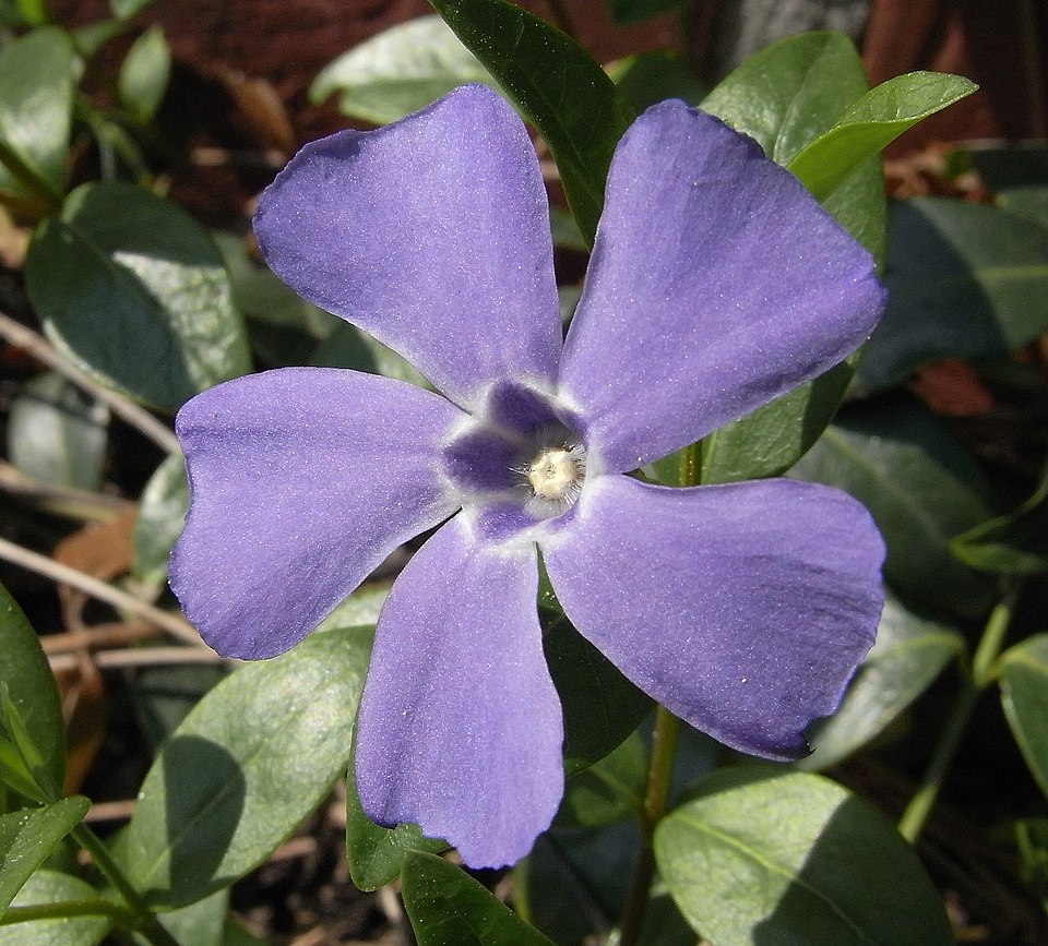 Vinca minor (petite pervenche)