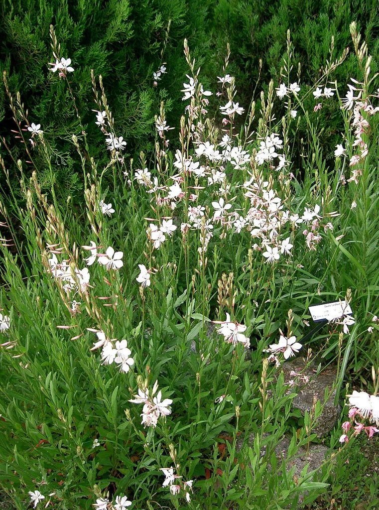 Gaura lindheimeri (Le Gaura)