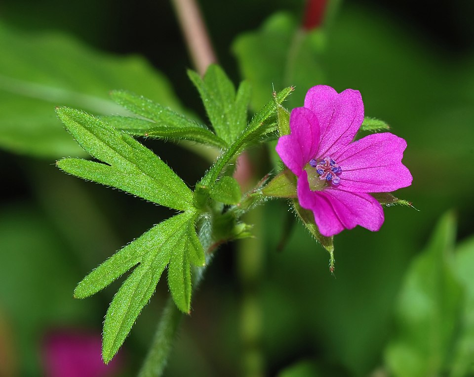 Geranium vivace