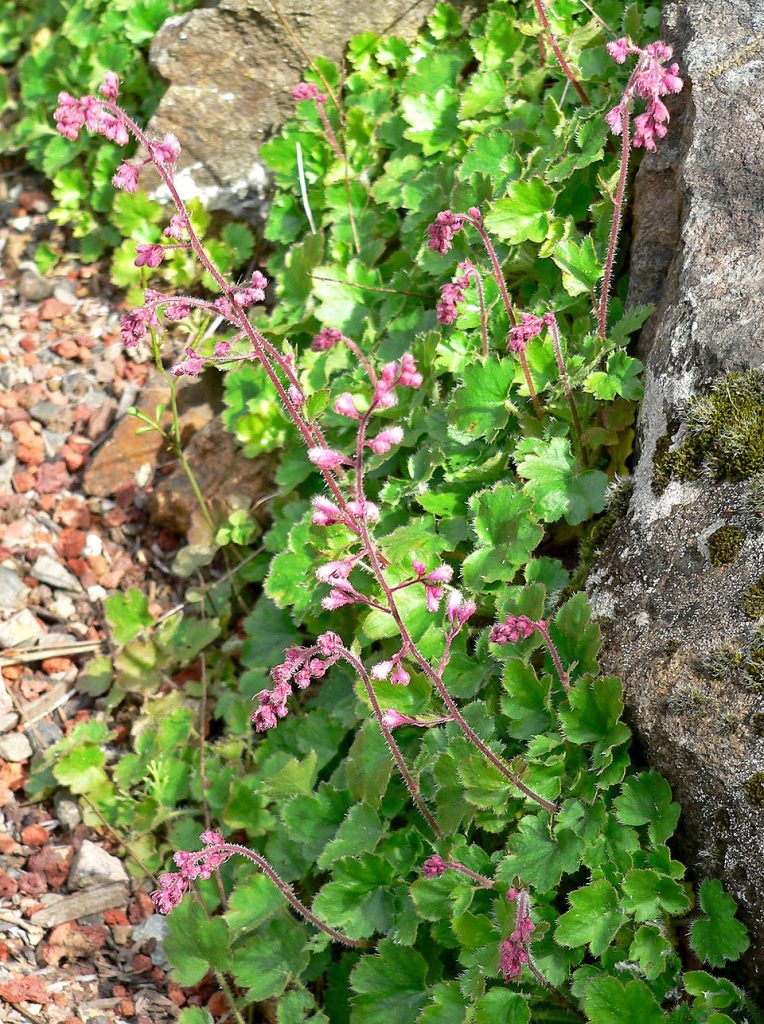 Heuchera (Heuchère)