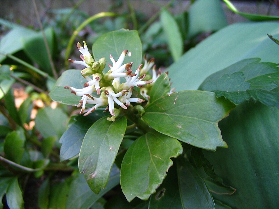 Le pachysandra (Pachysandra terminalis