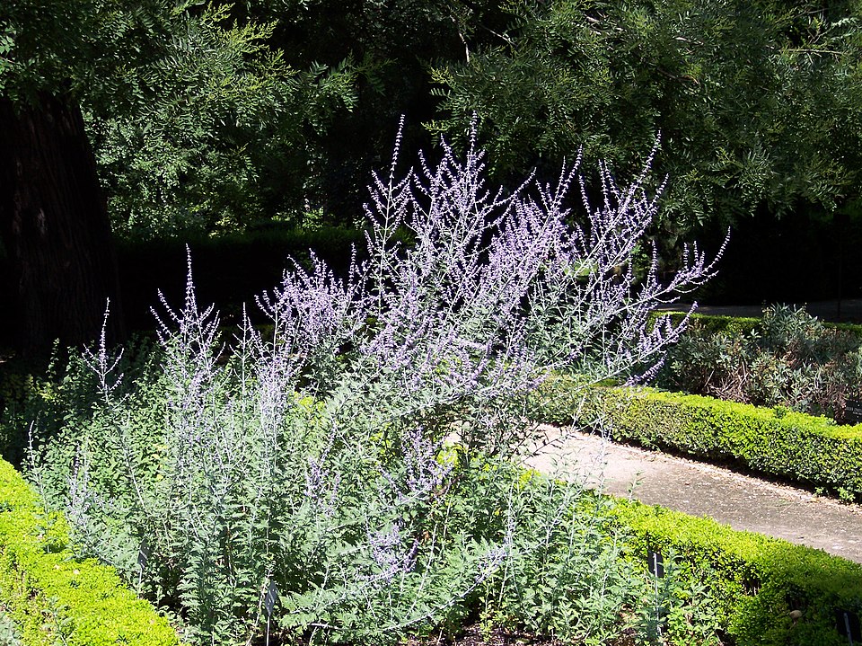 Perovskia atriplicifolia (sauge de russie)