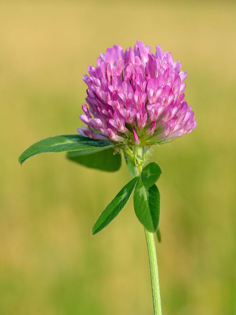 trèfle rouge (trifolium pratense)