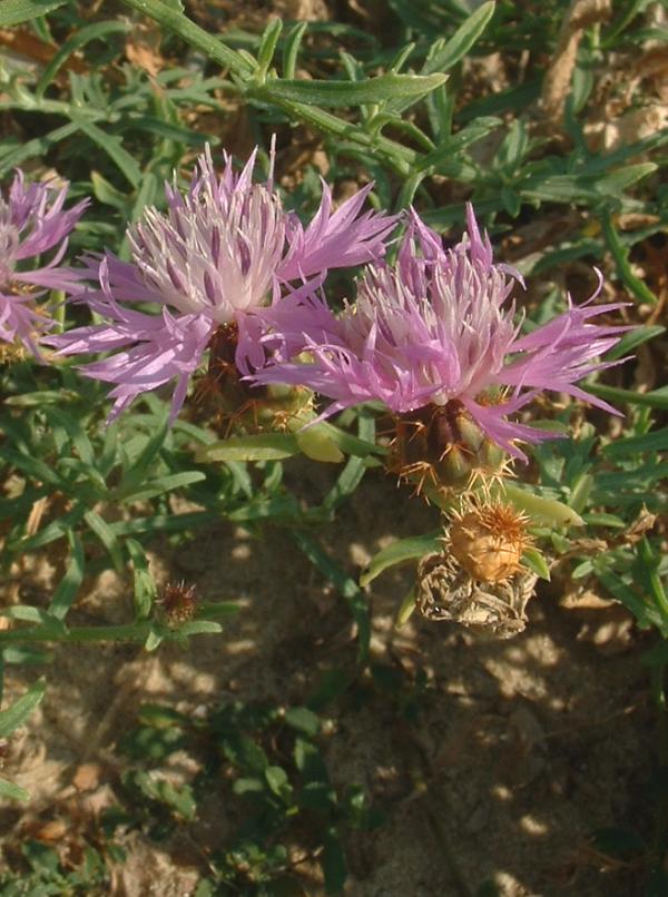 Centaurea (Centaurées)