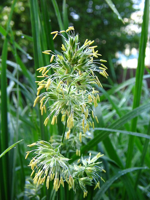 dactylis glomerata (Dactyle aggloméré)