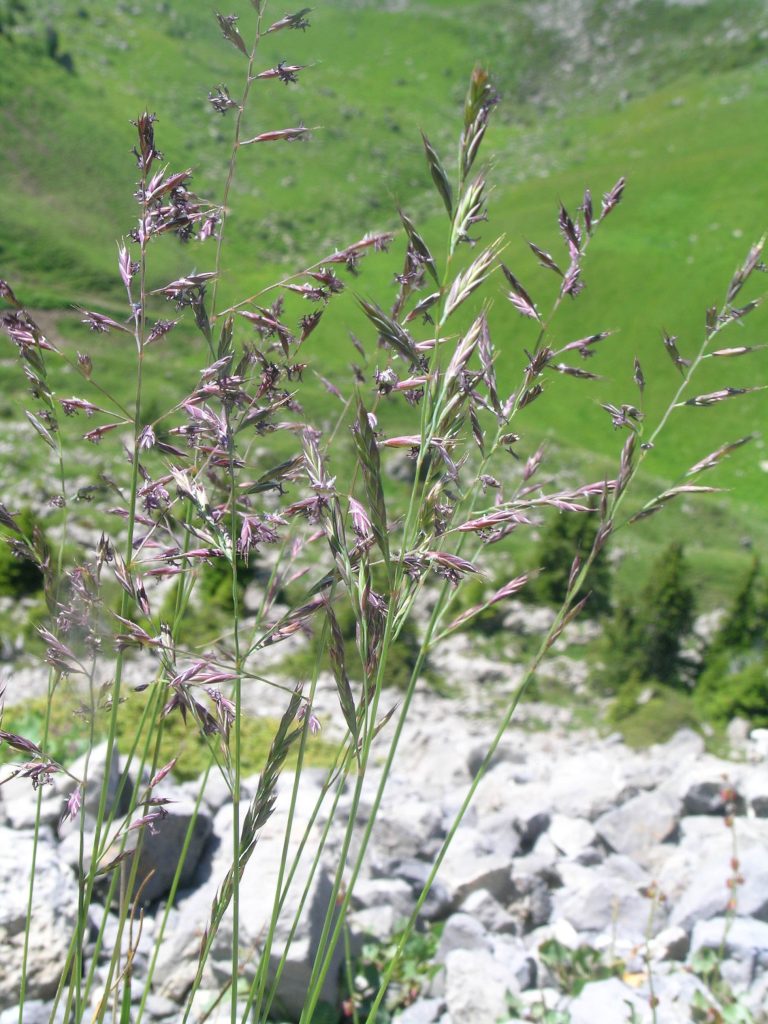 festuca rubra - fétuque rouge