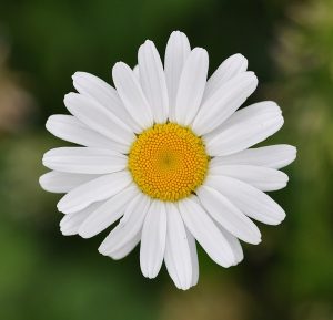 Marguerite commune - Leucanthemum vulgare