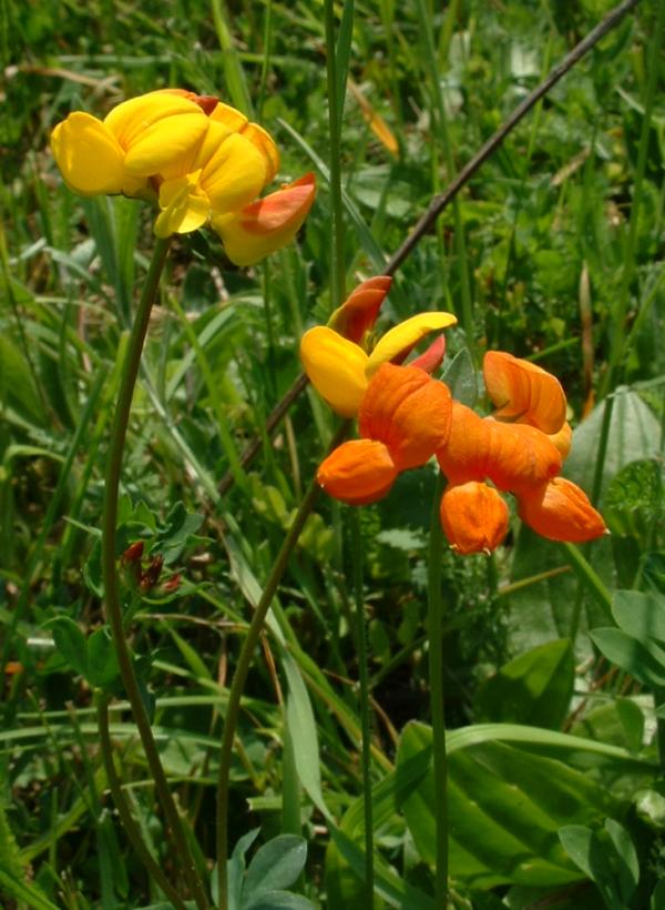 Lotier corniculé (Lotus corniculatus)