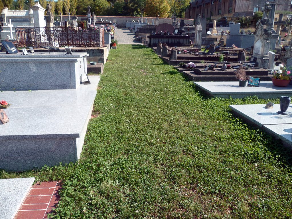 vegetalisation du cimetière de St-Alvère (24). Allée végétalisée