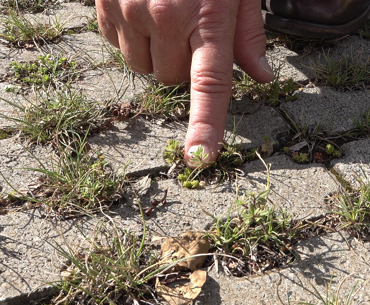 sedum sexangulare spontané