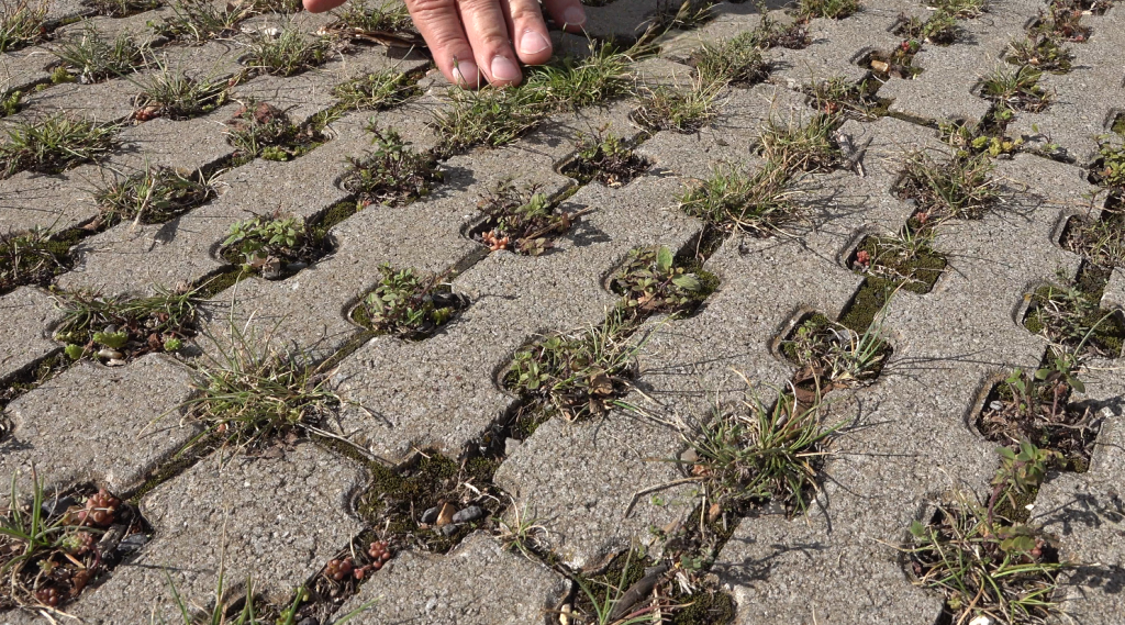 végétation spontanée sur un parking