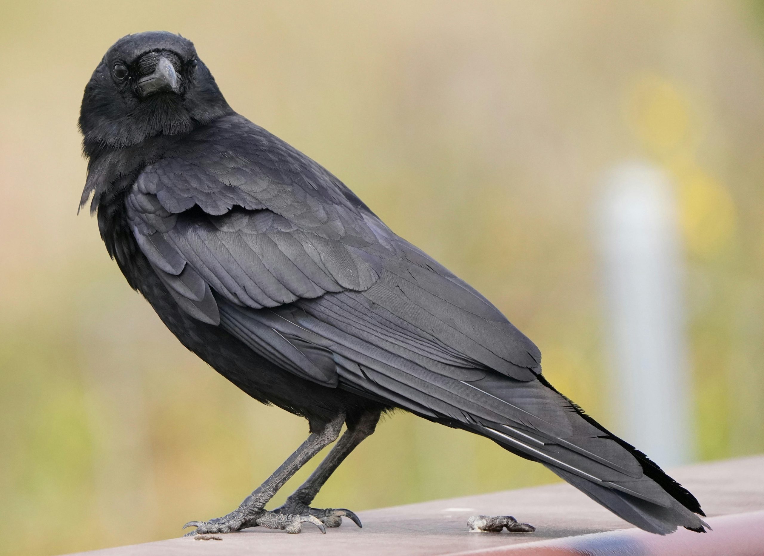 corbeau. Regarde-t-il un toit avec tapis végétalisé ?