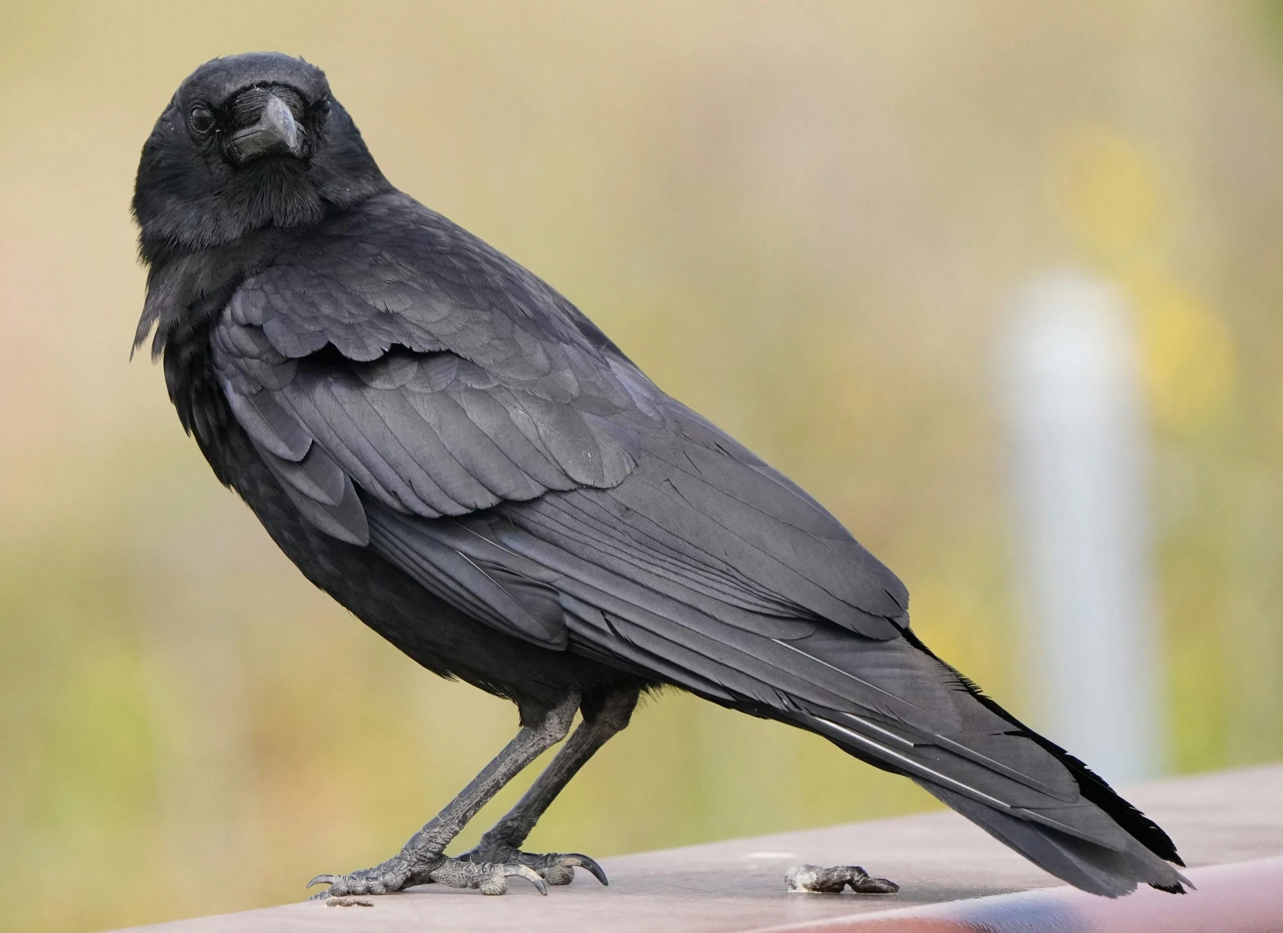 corbeau. Regarde-t-il un toit avec tapis végétalisé ?