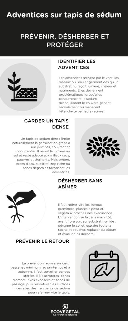 adventices sur toiture végétalisée (tapis précultivé) : infographie. "prévenir, désherber et protéger".  Comment traiter les adventices sur un toit végétalisé.
